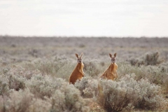 ADVENTURE_JoCheetham_HaigRoad-Nullarbor-WA