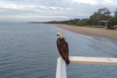 Stephen-Scarness-Pier