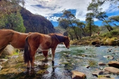 Get new friends at Kosciuszko National Park.