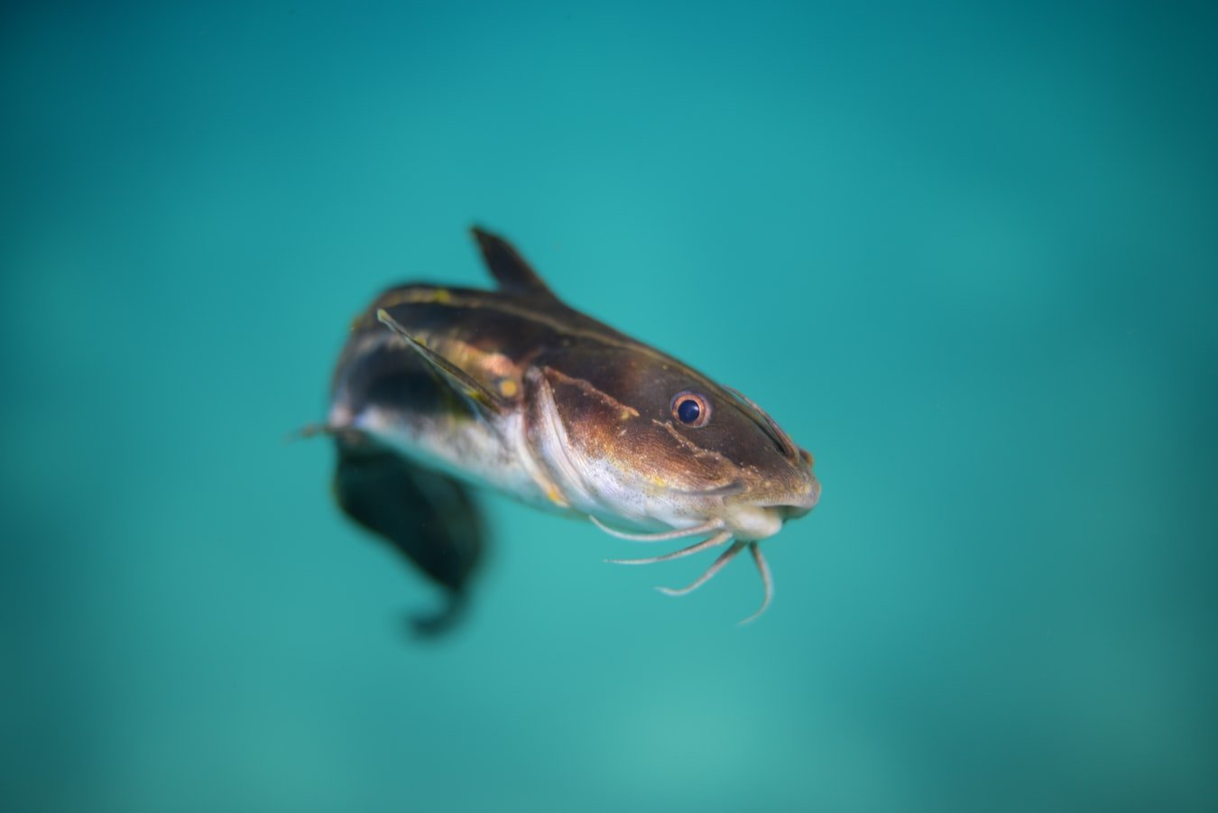 closeup of a catfish in green-blue water