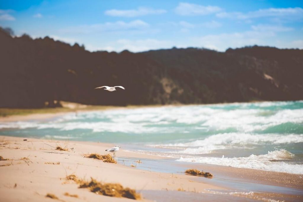 Close up of Jibbon Beach with a seagull flying by