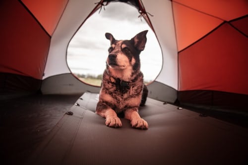 Australian cattle dog lying in a red and grey tent