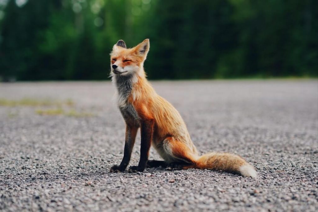 Red fox sitting on the road 