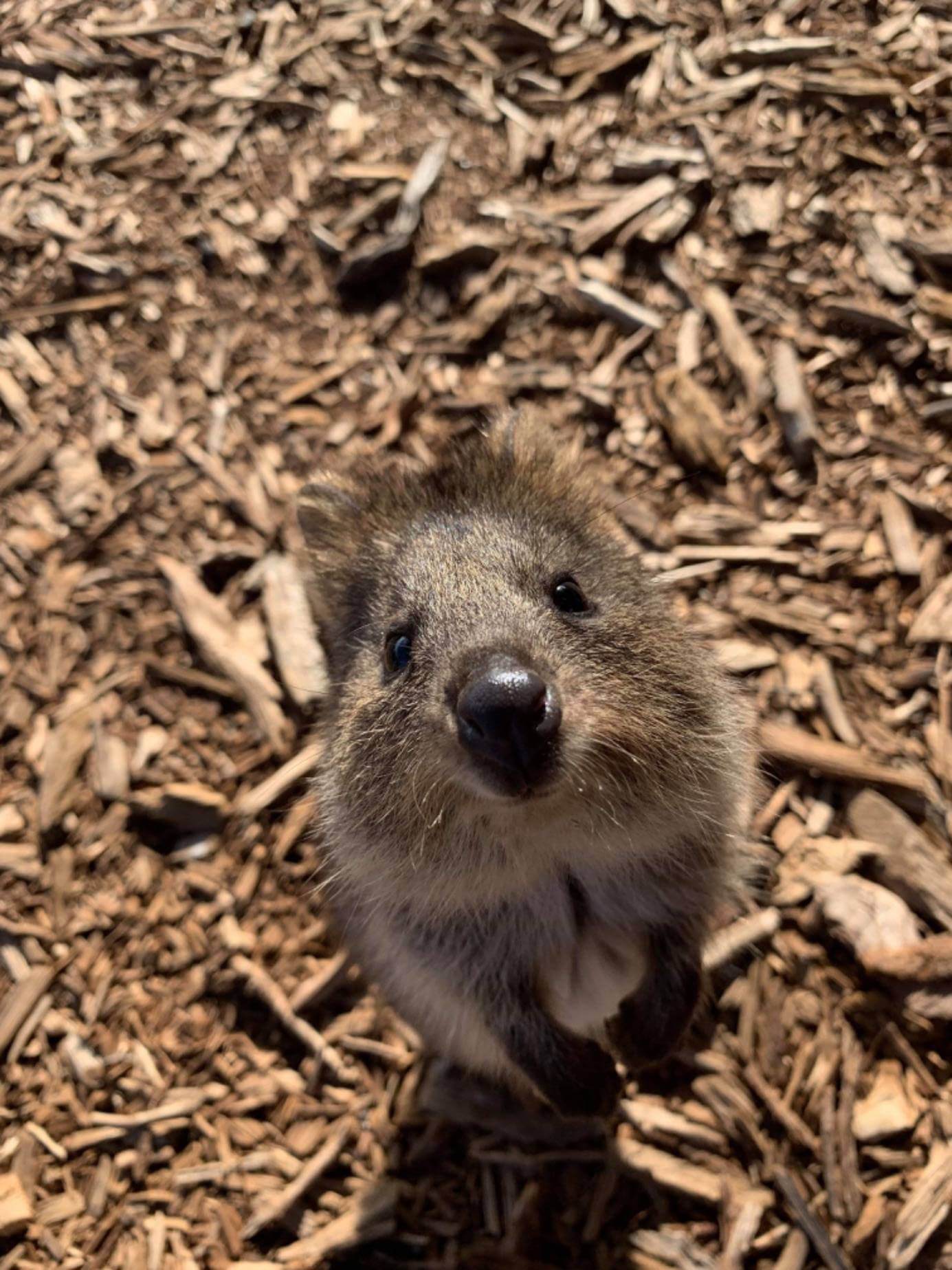 Wild Australian animal (Quokka) looking up at the camera.