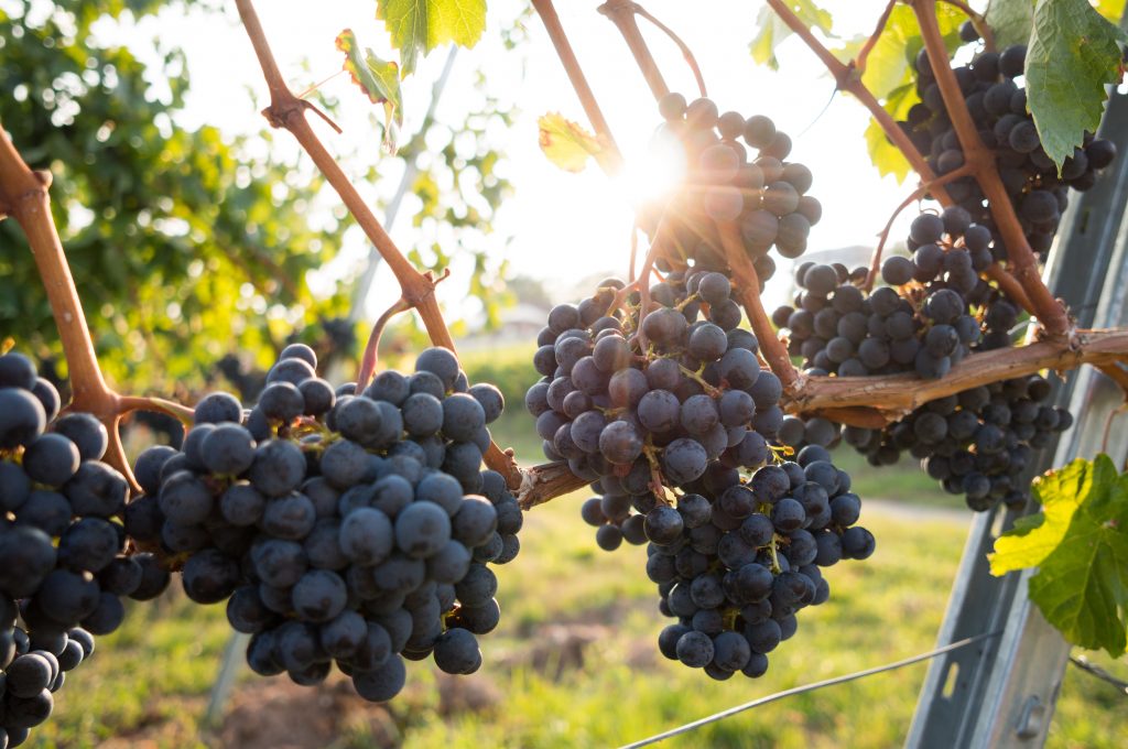 Purple grapes from a Perth winery