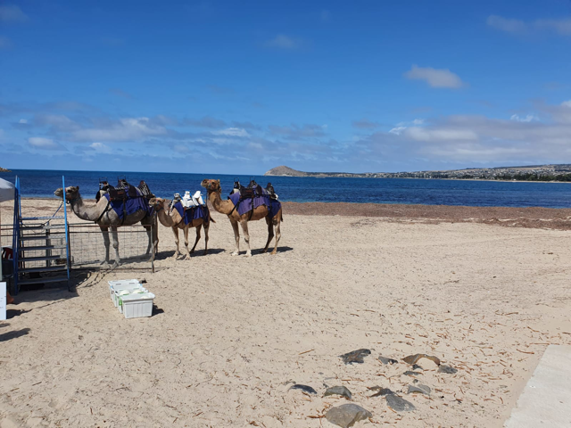 tourist park victor harbour