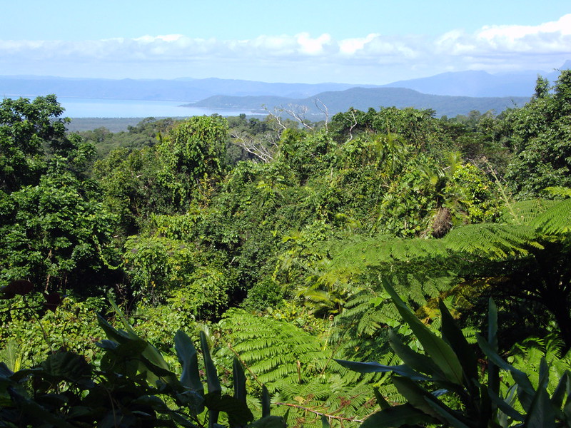 daintree national park