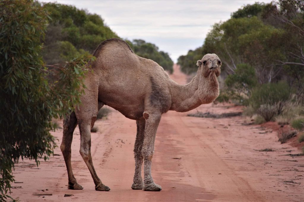 connie sue highway western australia